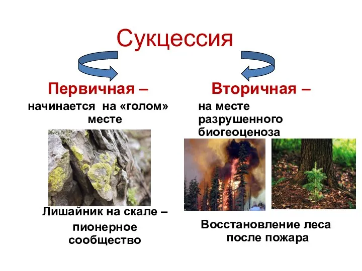 Сукцессия Первичная – начинается на «голом» месте Лишайник на скале