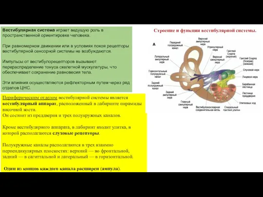 Строение и функции вестибулярной системы. Вестибулярная система играет ведущую роль