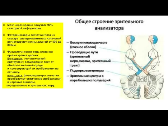 Мозг через зрение получает 90% сенсорной информации. Фоторецепторы сетчатки глаза