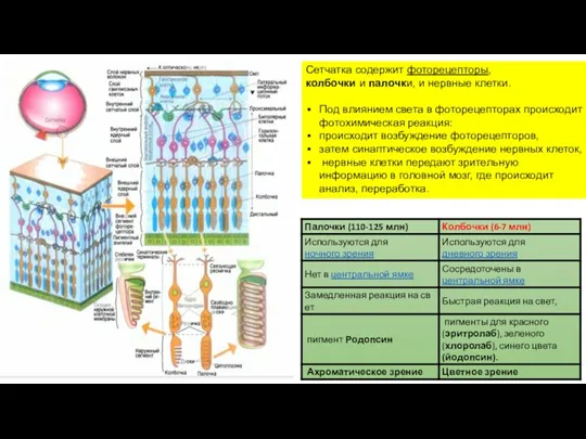 Сетчатка содержит фоторецепторы, колбочки и палочки, и нервные клетки. Под