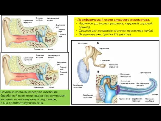 1.Периферический отдел слухового анализатора. Наружное ухо.(ушная раковина, наружный слуховой проход)