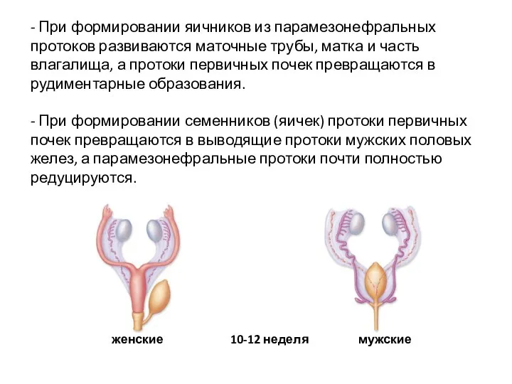 - При формировании яичников из парамезонефральных протоков развиваются маточные трубы,