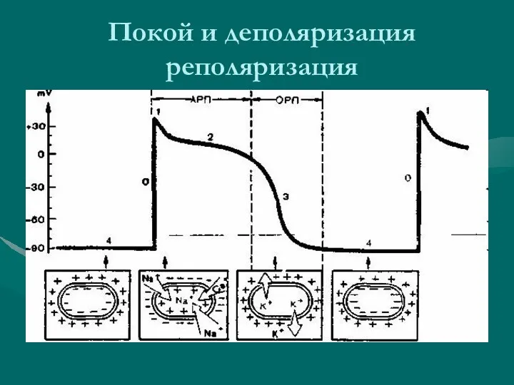 Покой и деполяризация реполяризация