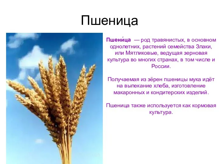 Пшеница Пшени́ца — род травянистых, в основном однолетних, растений семейства