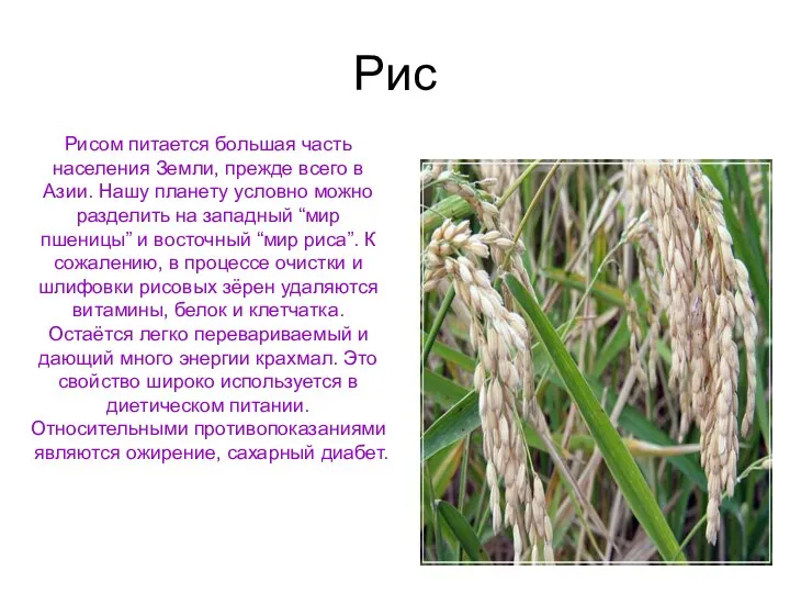 Рис Рисом питается большая часть населения Земли, прежде всего в