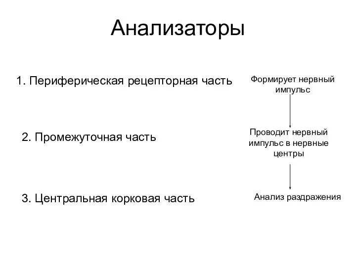 Анализаторы 1. Периферическая рецепторная часть Формирует нервный импульс 2. Промежуточная