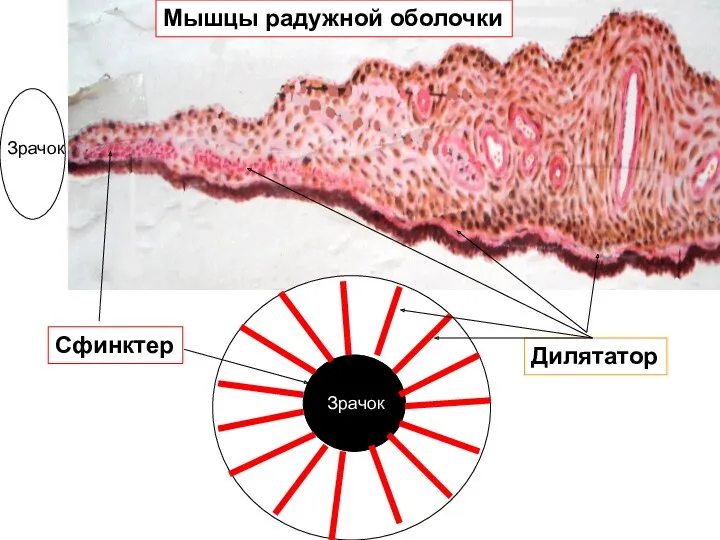 Зрачок Дилятатор Сфинктер Мышцы радужной оболочки Зрачок