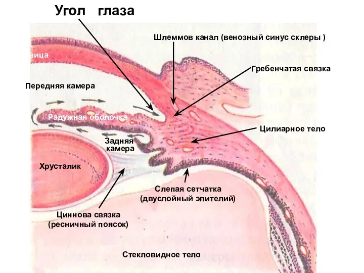 Угол глаза Роговица Передняя камера Радужная оболочка Задняя камера Хрусталик