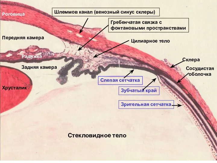 Cклера Сосудистая оболочка Зрительная сетчатка Гребенчатая связка с фонтановыми пространствами