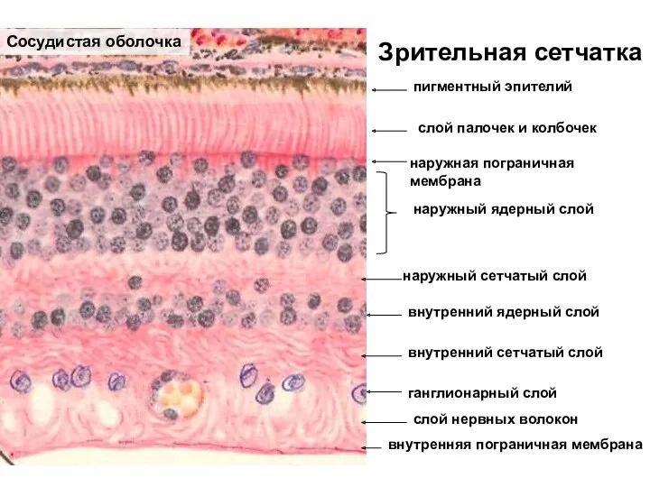 Зрительная сетчатка пигментный эпителий слой палочек и колбочек наружная пограничная