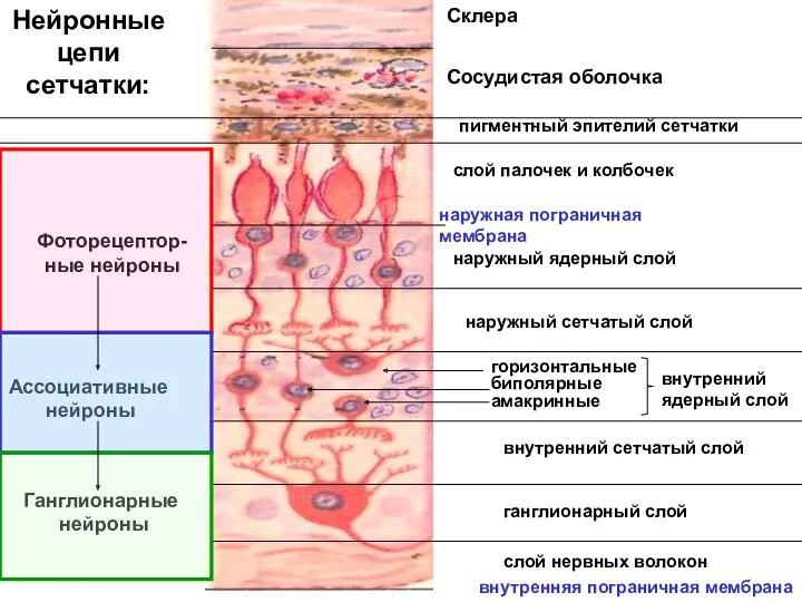 Нейронные цепи сетчатки: Склера Сосудистая оболочка пигментный эпителий сетчатки слой