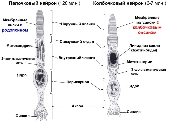 Наружный членик Связующий отдел Внутренний членик Перикарион Аксон Мембранныедиски с