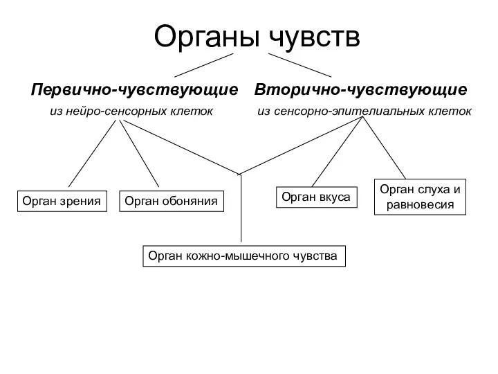 Органы чувств Первично-чувствующие из нейро-сенсорных клеток Вторично-чувствующие из сенсорно-эпителиальных клеток