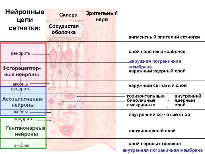 Нейронные цепи сетчатки: Склера Сосудистая оболочка пигментный эпителий сетчатки слой