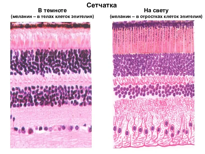 Сетчатка В темноте (меланин – в телах клеток эпителия) На