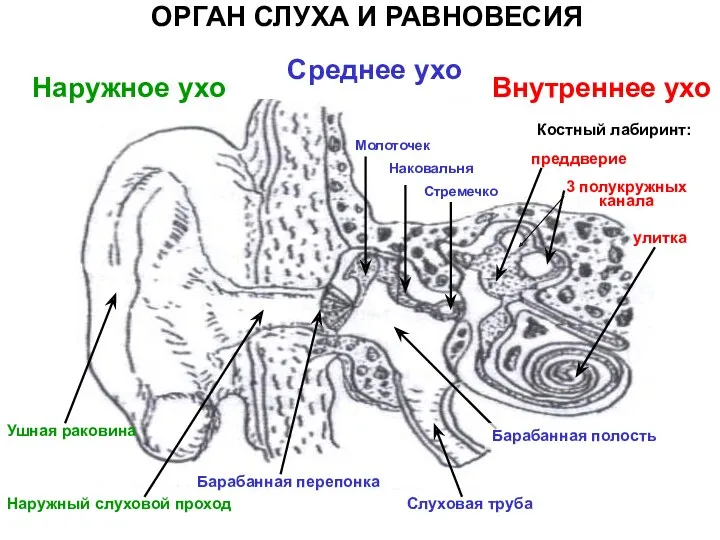 Наружное ухо Среднее ухо Внутреннее ухо Ушная раковина Наружный слуховой