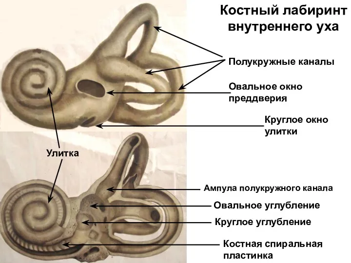 Костный лабиринт внутреннего уха Круглое углубление Овальное углубление Полукружные каналы