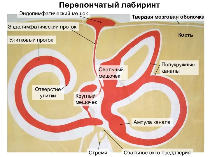 Перепончатый лабиринт Эндолимфатический мешок Эндолимфатический проток Улитковый проток Отверстие улитки