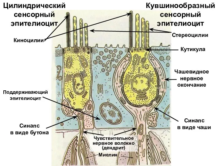 Киноцилии Кувшинообразный сенсорный эпителиоцит Цилиндрический сенсорный эпителиоцит Стереоцилии Кутикула Поддерживающий