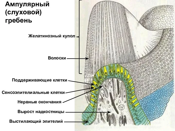 Ампулярный (слуховой) гребень Поддерживающие клетки Сенсоэпителиальные клетки Волоски Нервные окончания Желатинозный купол Выстилающий эпителий Вырост надкостницы