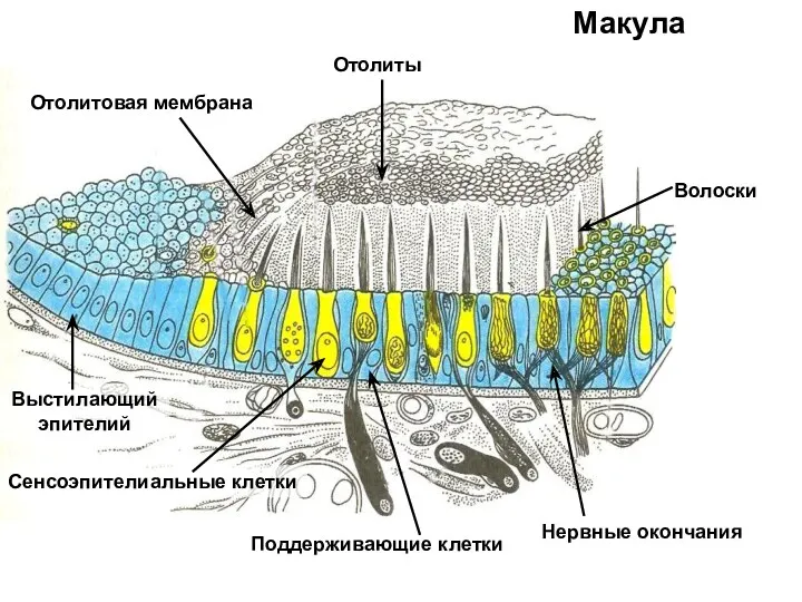 Макула Поддерживающие клетки Сенсоэпителиальные клетки Волоски Нервные окончания Выстилающий эпителий Отолитовая мембрана Отолиты