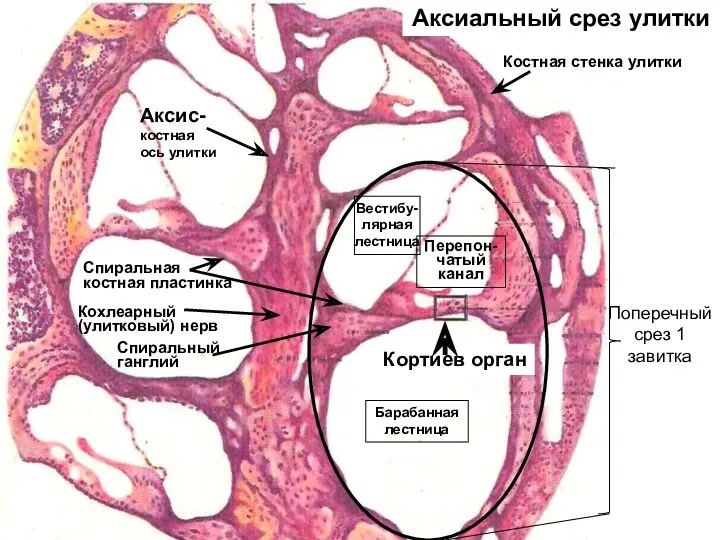 Костная стенка улитки Вестибу- лярная лестница Барабанная лестница Кортиев орган