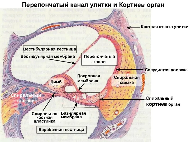 Перепончатый канал улитки и Кортиев орган Лимб Базилярная мембрана Спиральная