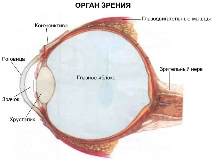 Глазное яблоко Глазодвигательные мышцы Конъюнктива ОРГАН ЗРЕНИЯ Зрительный нерв Роговица Зрачок Хрусталик