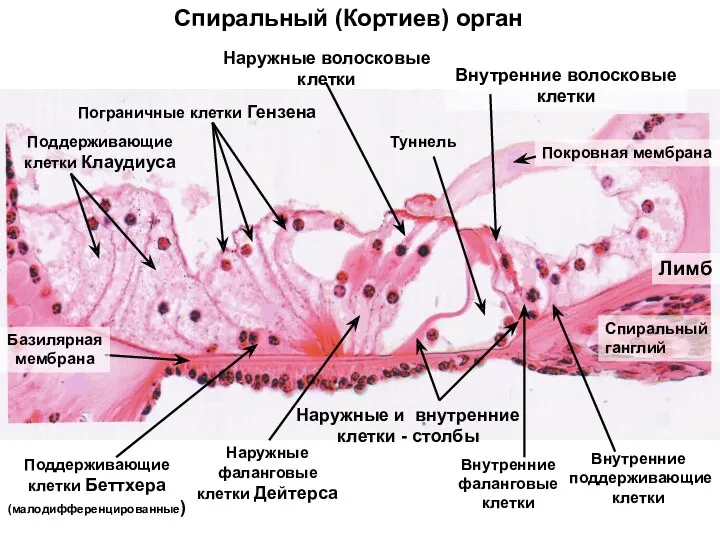 Спиральный (Кортиев) орган Наружные волосковые клетки Туннель Внутренние поддерживающие клетки