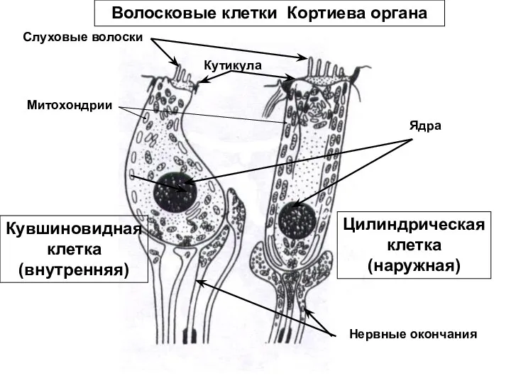 Волосковые клетки Кортиева органа Слуховые волоски Ядра Нервные окончания Митохондрии