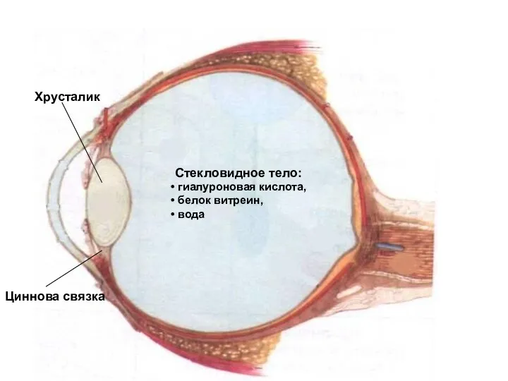 Стекловидное тело: гиалуроновая кислота, белок витреин, вода Хрусталик Циннова связка