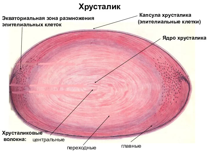 Хрусталик Капсула хрусталика (эпителиальные клетки) Ядро хрусталика Экваториальная зона размножения