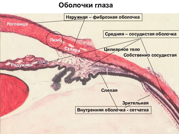 Оболочки глаза Наружная – фиброзная оболочка Роговица Склера Средняя –