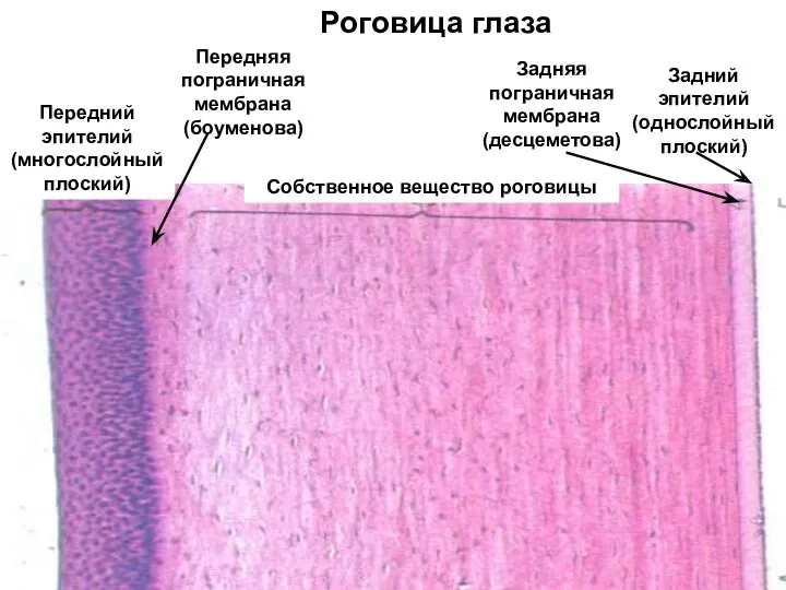 Роговица глаза Передняя пограничная мембрана (боуменова) Задняя пограничная мембрана (десцеметова)