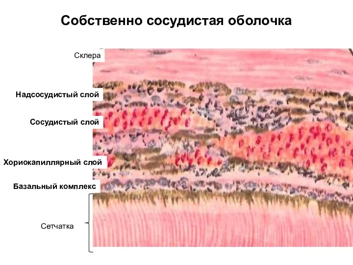 Собственно сосудистая оболочка Надсосудистый слой Сосудистый слой Хориокапиллярный слой Базальный комплекс Сетчатка Склера