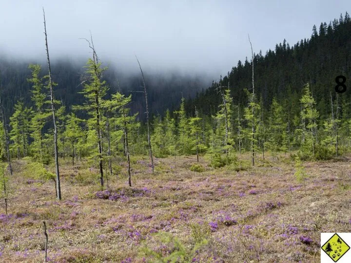Студенты естественно-географического факультета исследуют видовой состав елово-лиственничных лесов с элементами