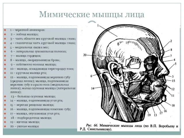 Мимические мышцы лица 1 – черепной апоневроз: 2 – лобная