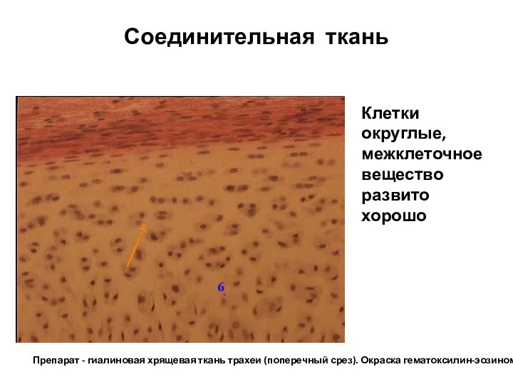 Соединительная ткань Препарат - гиалиновая хрящевая ткань трахеи (поперечный срез).