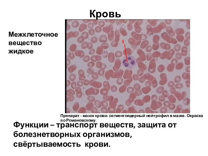 Кровь Межклеточное вещество жидкое Функции – транспорт веществ, защита от