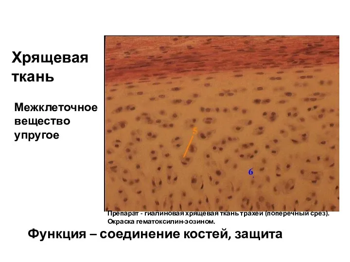 Межклеточное вещество упругое Функция – соединение костей, защита Хрящевая ткань