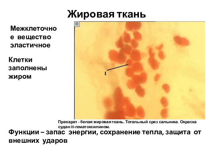 Жировая ткань Межклеточное вещество эластичное Клетки заполнены жиром Функции –