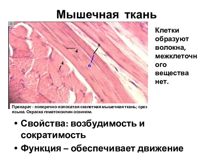 Мышечная ткань Свойства: возбудимость и сократимость Функция – обеспечивает движение