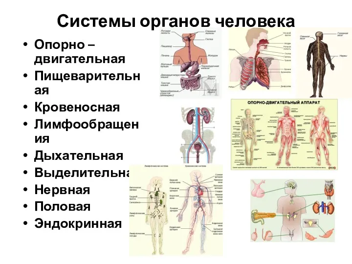 Системы органов человека Опорно – двигательная Пищеварительная Кровеносная Лимфообращения Дыхательная Выделительная Нервная Половая Эндокринная