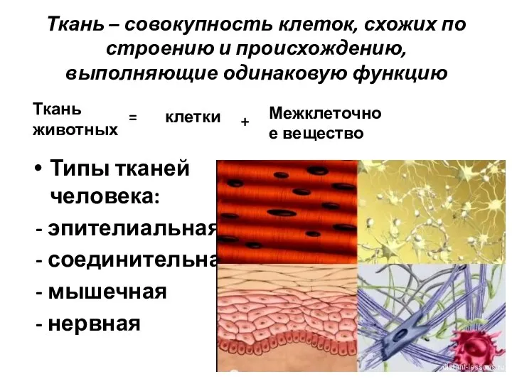 Ткань – совокупность клеток, схожих по строению и происхождению, выполняющие