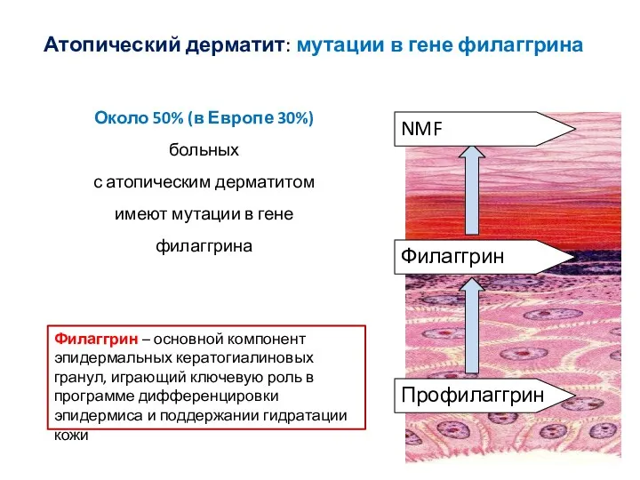 Профилаггрин Филаггрин NMF Атопический дерматит: мутации в гене филаггрина Около