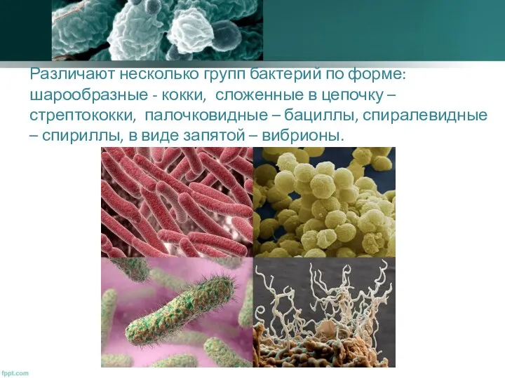 Различают несколько групп бактерий по форме: шарообразные - кокки, сложенные