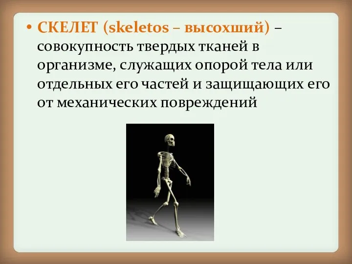 СКЕЛЕТ (skeletos – высохший) – совокупность твердых тканей в организме, служащих опорой тела