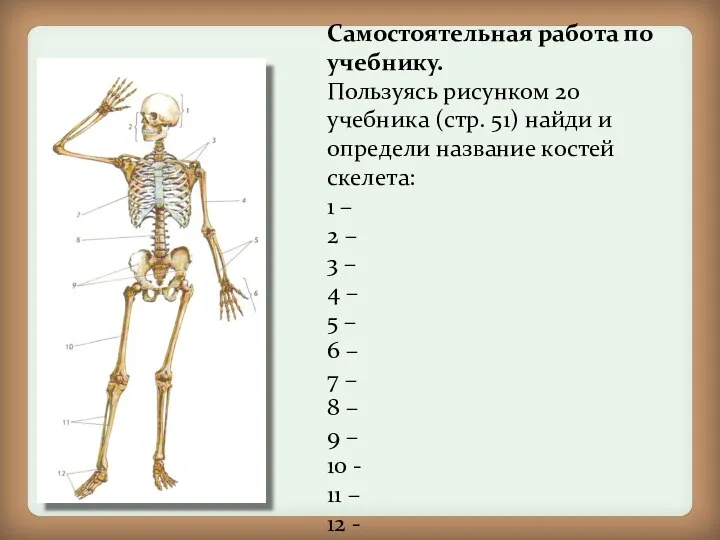 Самостоятельная работа по учебнику. Пользуясь рисунком 20 учебника (стр. 51) найди и определи