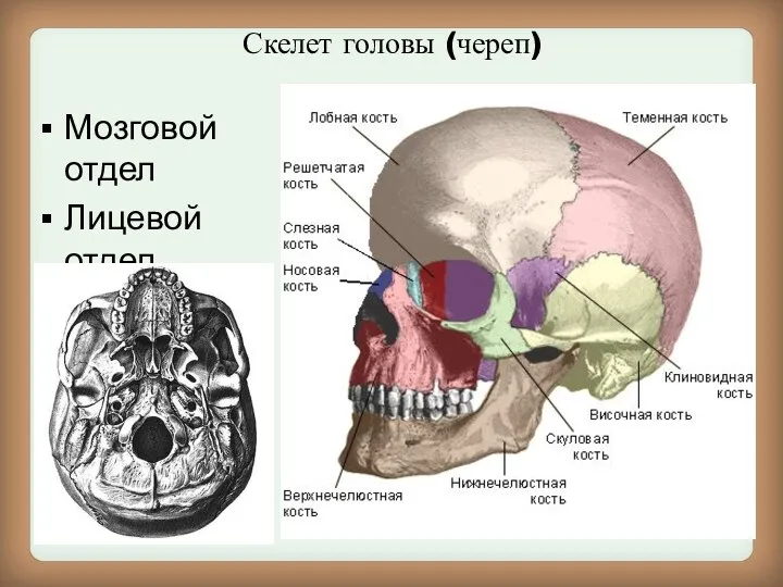 Скелет головы (череп) Мозговой отдел Лицевой отдел