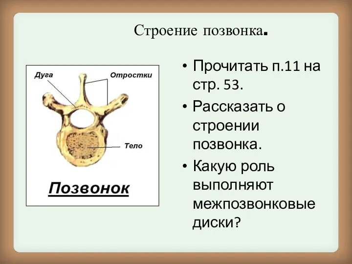 Строение позвонка. Прочитать п.11 на стр. 53. Рассказать о строении позвонка. Какую роль выполняют межпозвонковые диски?